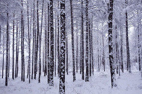 �ֺ�����֮ѩ