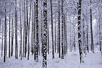 �ֺ�����֮ѩ