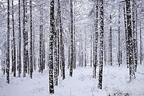 �ֺ�ѩԭ����ѩ��