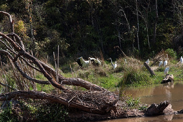 �ն�����ɭ�ֹ�԰