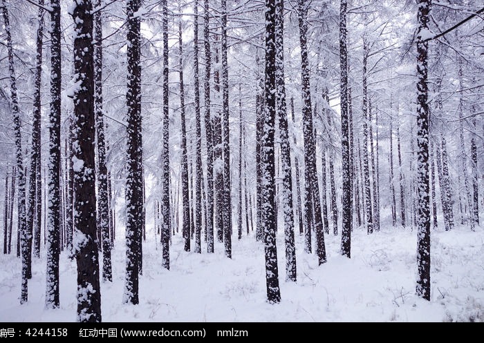 ����ѩ��ͼƬ