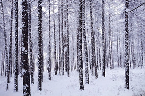 ����ѩ��