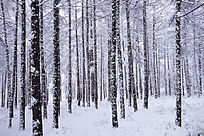 ����ѩ��