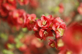 �һ����滨