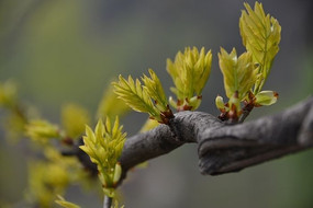 ������ѿҶ��