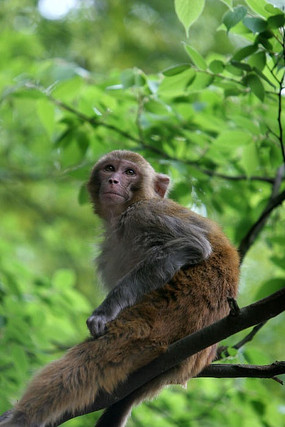 ��԰����