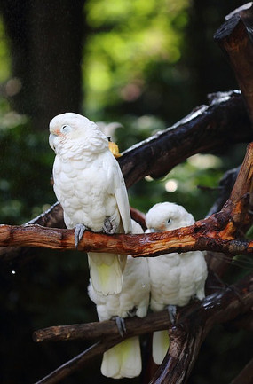 С������ͷ����