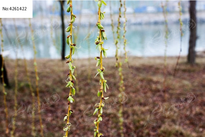 柳樹發芽