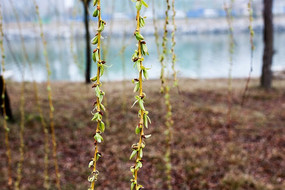 ��������ѿ