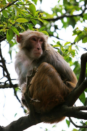 ǭ��ɽ�ĺ���