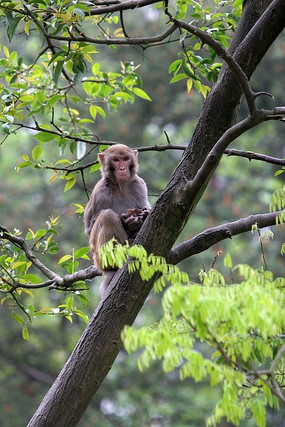 树上的野生猕猴