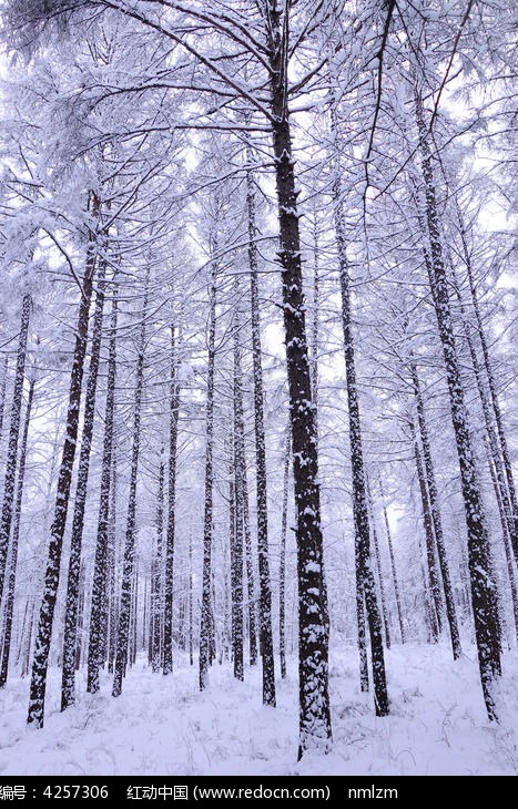 С����֮ѩͼƬ