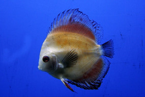 �߲�������