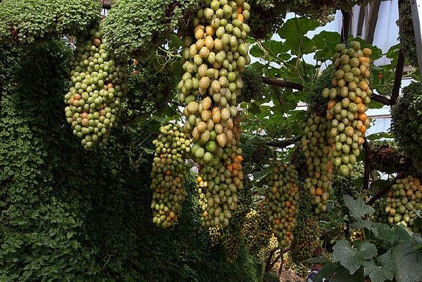 �����߲�Ʒ��