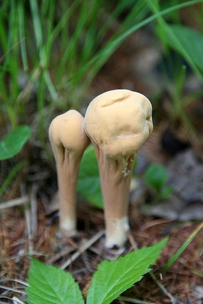 ���˰���Ұ��Ģ��