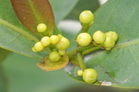 �޻�������