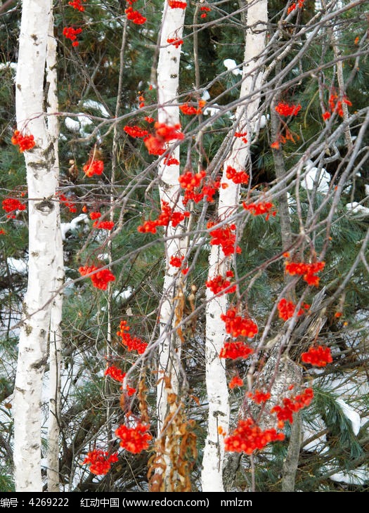 ���ۺ��ͼƬ