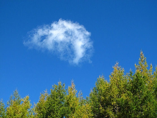 ɭ�ֹ�԰��Ȼ��ɫ