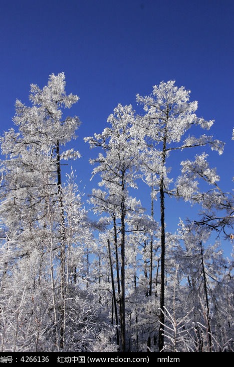 ɭ������ͼƬ