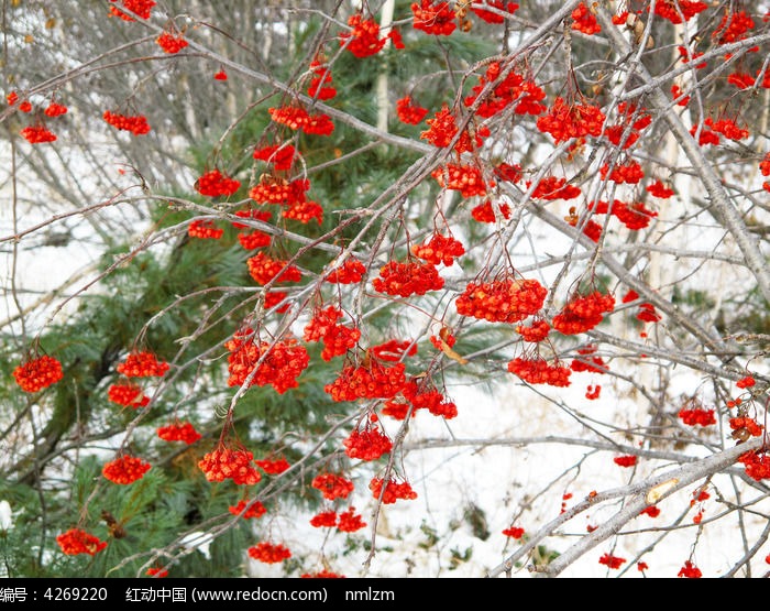 ��ѩʱ�Ļ��ͼƬ