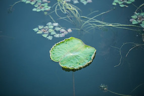 ��Ҷ��������