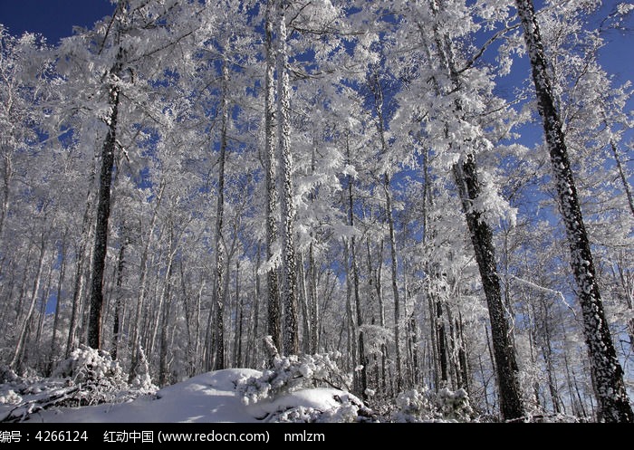 ԭʼɭ��֮��ͼƬ