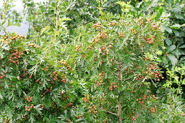 ���๵ԭʼɭ��