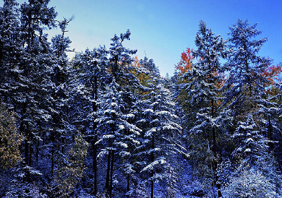 ���ǰ�ѩ��ɭ��