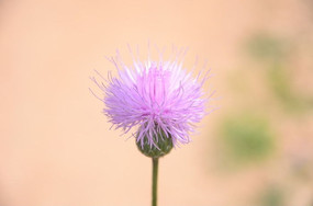 �¶����ѹ�Ӣ