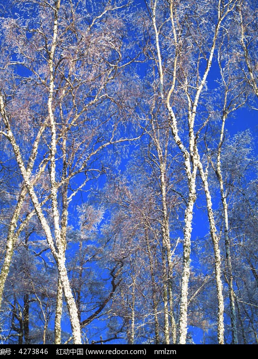 ������ڡͼƬ