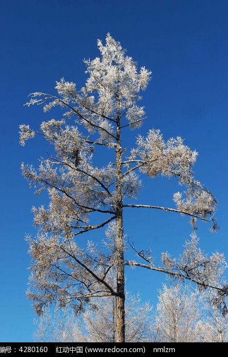 ��Ҷ�ɵ���ڡͼƬ