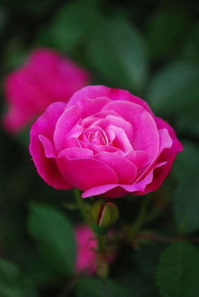 ö��ɫ���º�