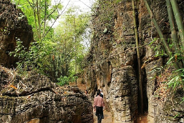 ��ľ����