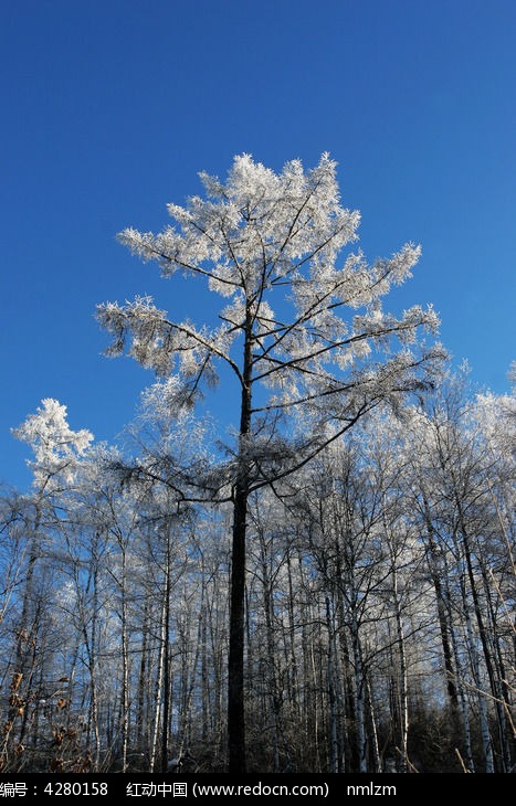 ͦ����Ҷ�ɵ���ڡͼƬ