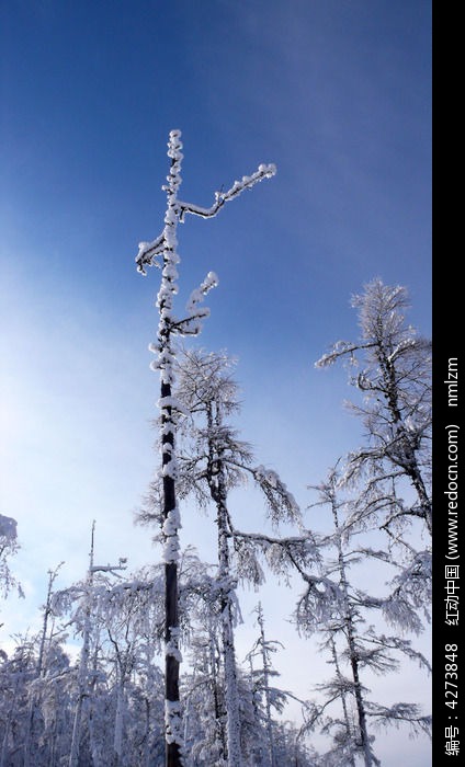 ѩ������ͼƬ