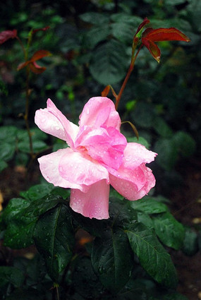 �ۺ���¼���