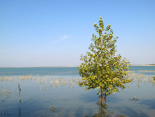 ����Ȼ������