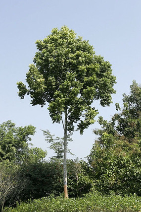 ��˫���������