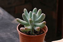 ��ǧ������ֲ��