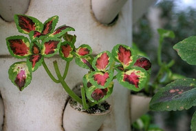 ��Ҷ��ֲ��