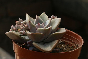 ����ֲ�����