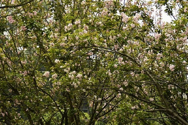 ����ӣ��