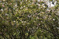 ����ӣ��