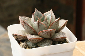 ��ͽ�����