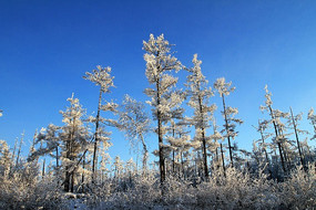 ����ԭʼɭ��ѩ��