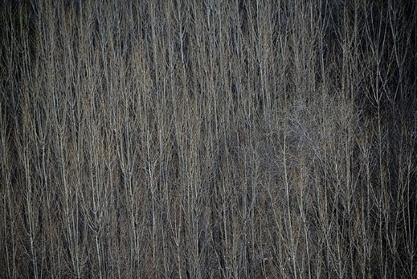 ����ɽ��