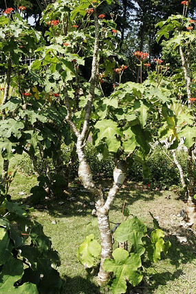 �ȴ�ֲ������