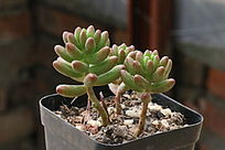 ��֮�����ֲ��