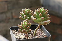 ��֮�����ֲ��