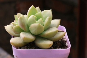 ��������ֲ���辰ͼƬ����